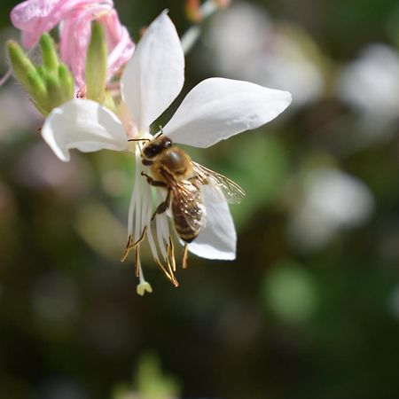BeeHouse - La Casa delle Api Agriturismo Borso del Grappa Esterno foto